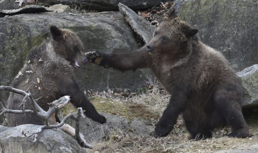 Grizzly Cubs 2
2/13/17
Maryland Zoo in Baltimore
Photo by Jeffrey F. Bill